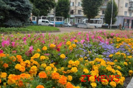 В Житомирі триває конкурс «Моє квітуче місто»