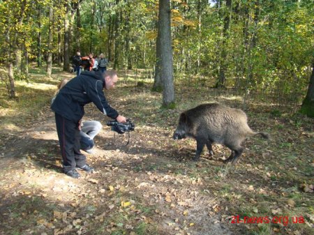 У житомирській області у лісгоспі почали розводити диких кабанів