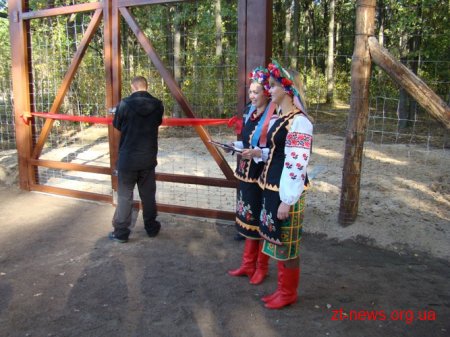 У житомирській області у лісгоспі почали розводити диких кабанів