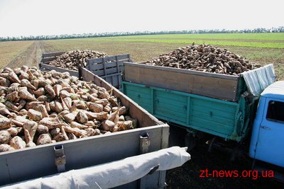На Житомирщині затримано двоє чоловіків, які намагалися викрасти з поля 5 тонн цукрових буряків На Житомирщині затримано двоє чоловіків, які намагалися викрасти з поля 5 тонн цукрових буряків