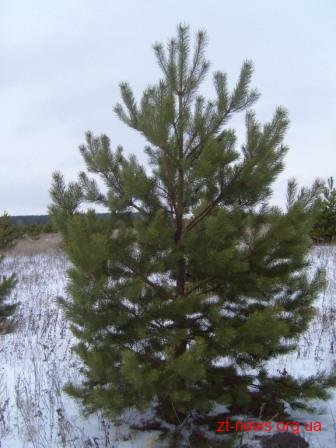 У 45-50 гривень в середньому обійдеться цього року жива новорічна ялинка