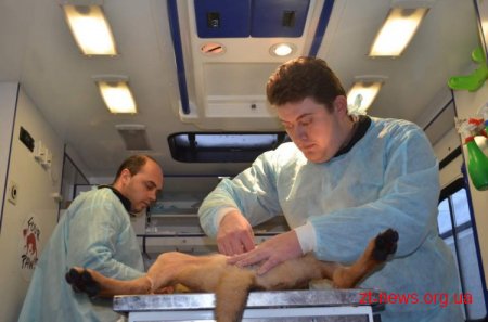 У Житомирі стерилізовано кілька сотень безпритульних тварин