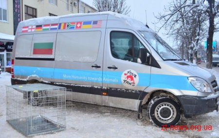 У Житомирі стерилізовано кілька сотень безпритульних тварин