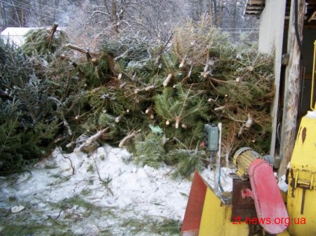 У Житомирі вже 2 рік новорічні ялинки перероблюють на паливо
