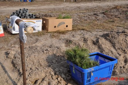 У лісгоспі Радомишльського району відбулась Всеукраїнська акція "Майбутнє лісу – в твоїх руках"