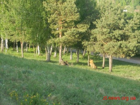 У Житомирі реконструювали бій часів Другої Світової Війни
