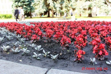 У Житомирі вкрали 7 декоративних кущів біля пам’ятника морозиву