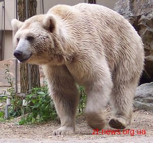 У Житомирському районі може з'явитися притулок для ведмедів У Житомирському районі може з'явитися притулок для ведмедів