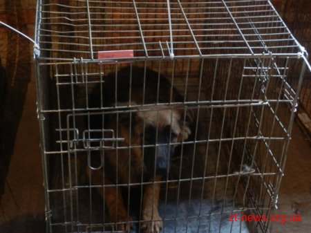 У Житомирі стерелізиватимуть собак ще два тижні