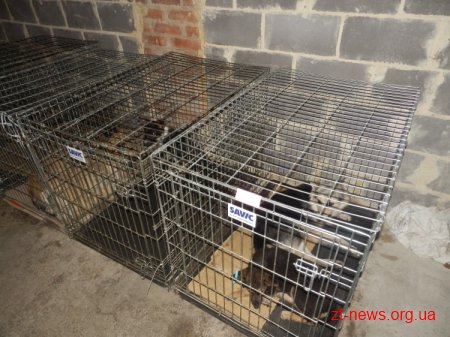 У Житомирі стерелізиватимуть собак ще два тижні