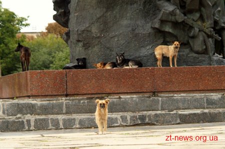 У Малині стурбовані ситуацією з бездомними собаками