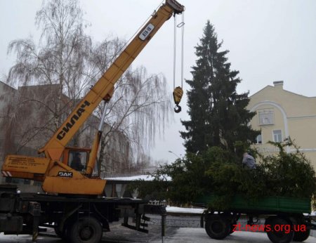 У Житомирі на вул. Михайлівській встановили "живу" ялинку