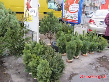 Житомирські лісівники запрошують на ялинкові базари