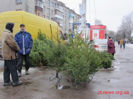 Лісівники Житомирщини цьогоріч готові реалізувати 185 тисяч новорічних ялинок