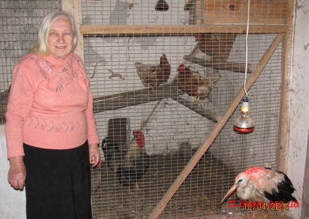 У житомирянки перезимувала лелека, яка не могла літати