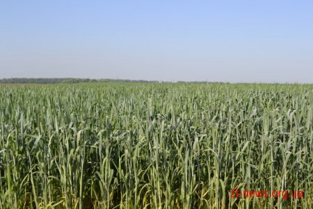 На Житомирщині є всі можливості для розвитку органічного землеробства