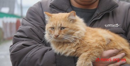 У Житомирі чоловіку, який вбив кота, суд присудив штраф - 595 гривень