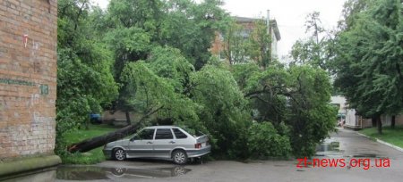 У Житомирі дерево впало на припарковану поблизу будинку машину