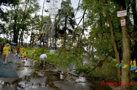 Дерево в житомирському гідропарку мало не впало на голови спортсменів