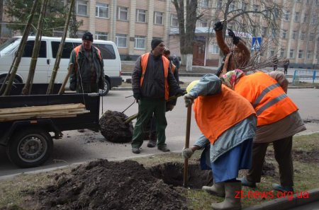 У рамках місячника благоустрою на вулицях міста висаджують дерева