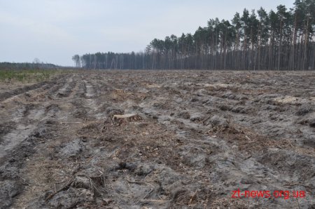 Житомирські посадовці висадили ліс