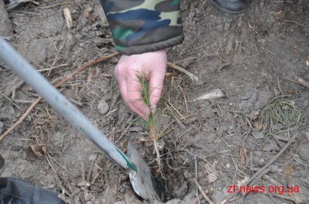 Житомирські посадовці висадили ліс