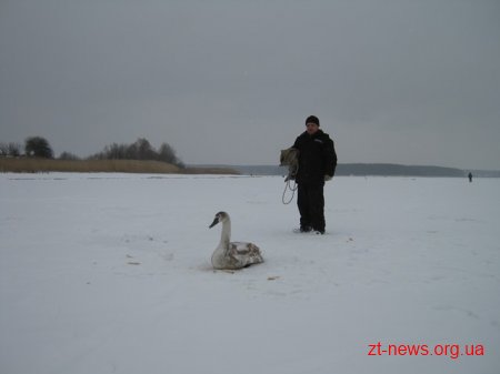 На Житомирщині працівники пожежної охорони врятували лебедя з крижаного полону