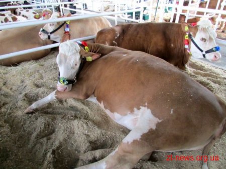 Житомирщина презентувала свою продукцію на виставці «Агро-2016»