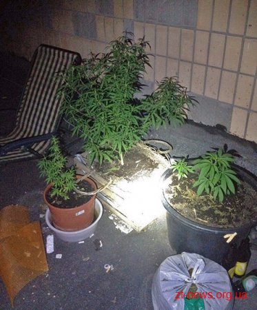 У Житомирі патрульні виявили коноплю на даху будівлі