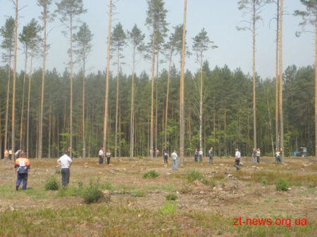 На Житомирщині визначили кращих вальників лісу