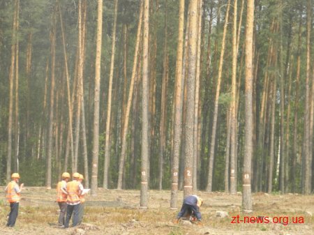 На Житомирщині визначили кращих вальників лісу