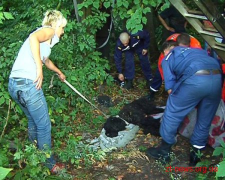 У Житомирі собака впала у каналізаційний колодязь