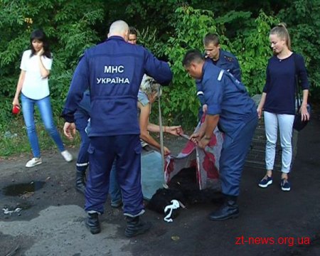У Житомирі собака впала у каналізаційний колодязь