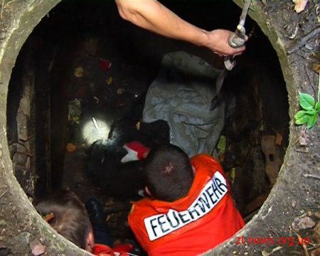 У Житомирі собака впала у каналізаційний колодязь