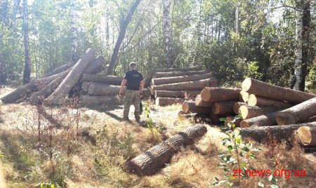 На Житомирщині СБУ ліквідувала підпільну пилораму