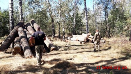 На Житомирщині СБУ ліквідувала підпільну пилораму