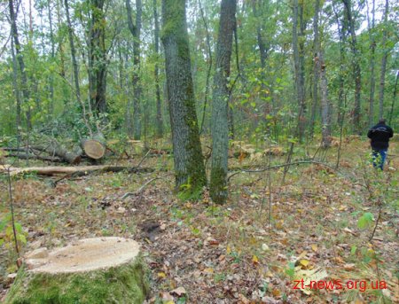 Порушника вчетверте спіймали на незаконній рубці лісу