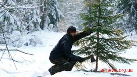 На Житомирщині "ялинкових" порушників вже оштрафували на 6 тисяч гривень