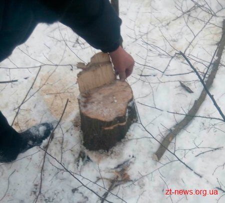 Житомирські лісівники все ще сподіваються на допомогу правоохоронців