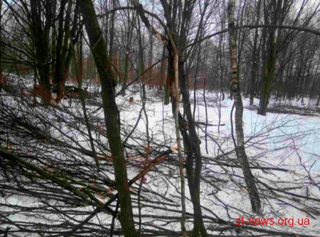 На Житомирщині поліція затримала підпільних лісорубів