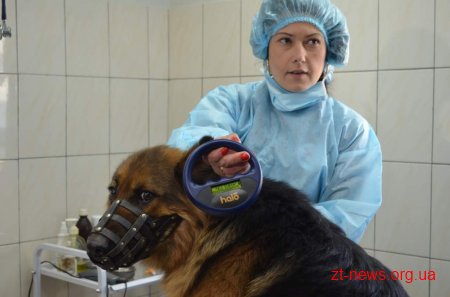 У Житомирі розпочали реалізацію проекту «Зменшення кількості безпритульних тварин»