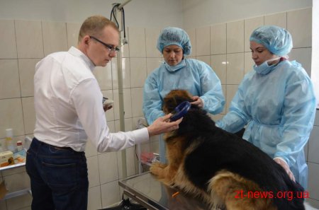 У Житомирі розпочали реалізацію проекту «Зменшення кількості безпритульних тварин»