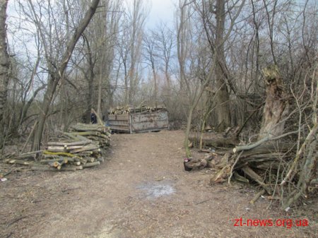 На Житомирщині затримали чоловіків, які незаконно вирубували дерева