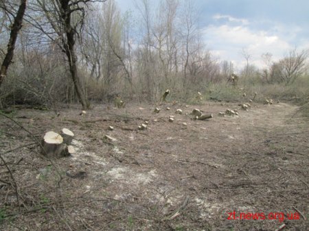 На Житомирщині затримали чоловіків, які незаконно вирубували дерева
