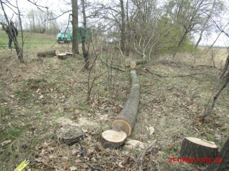 На Житомирщині селяни затримали 3 чоловіків, які крали дубові колоди