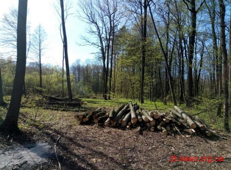 Територію для будівництва Північного обходу очищають від дерев