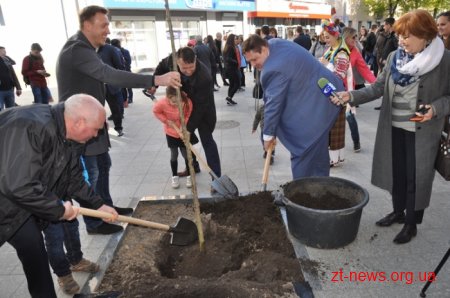 Нові екзотичні дерева з’явились на вулиці Михайлівській у Житомирі