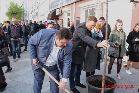 Нові екзотичні дерева з’явились на вулиці Михайлівській у Житомирі
