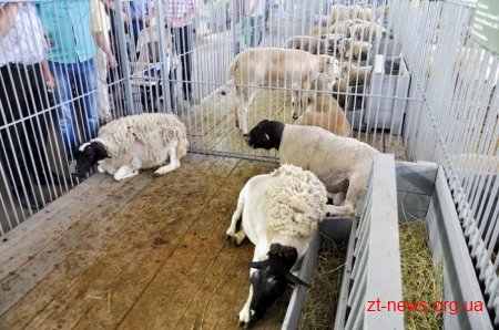 32 підприємства Житомирщини представляють свою продукцію на виставці «Агро-2017»