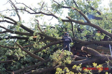 В Олевську негода повалила дерево на житловий будинок